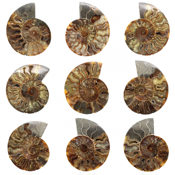Polished Sawn Ammonite Fossil – Natural Brilliance from Madagascar