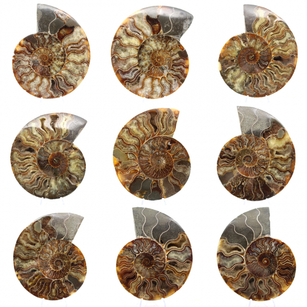 Polished Sawn Ammonite Fossil – Natural Brilliance from Madagascar