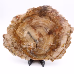 Petrified wood