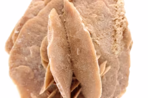 Desert Rose