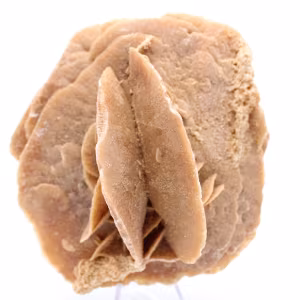 Desert Rose