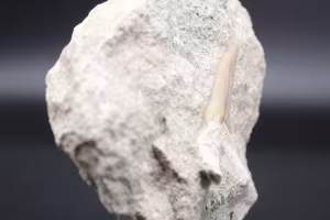 Otodus
