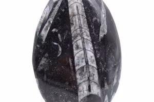 Orthoceras