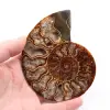 Ammonite fossil cut and polished - 0