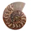 Ammonite fossil cut and polished - 0