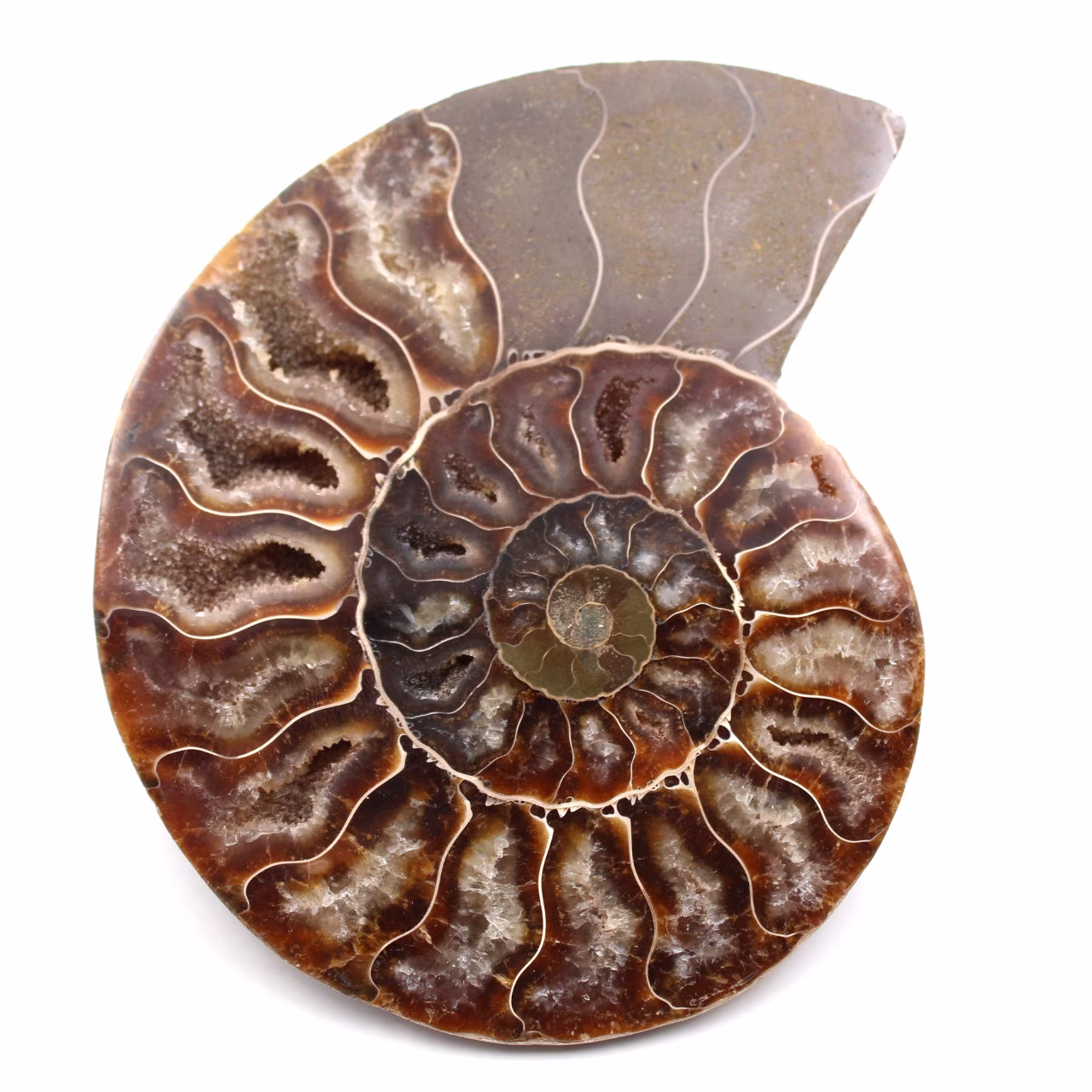 Ammonite fossil cut and polished