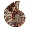 Ammonite fossil cut and polished - 0