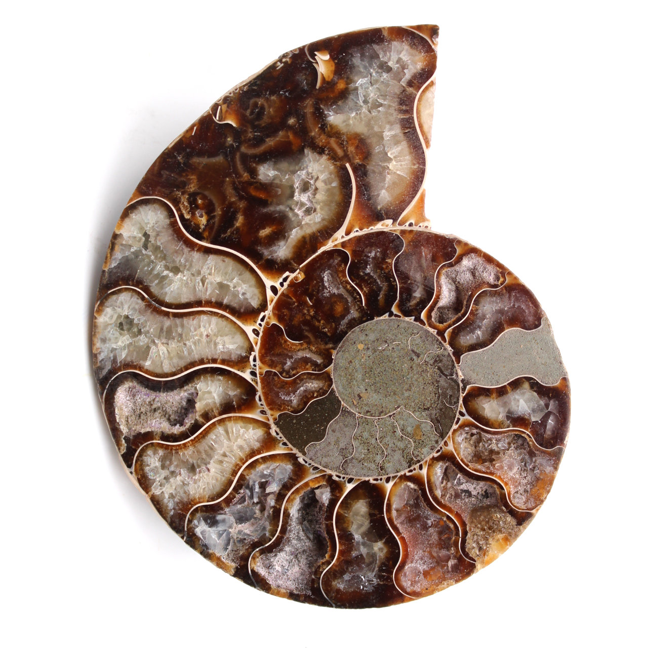 Ammonite fossil cut and polished