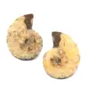 Ammonite fossil double cut and polished - 0