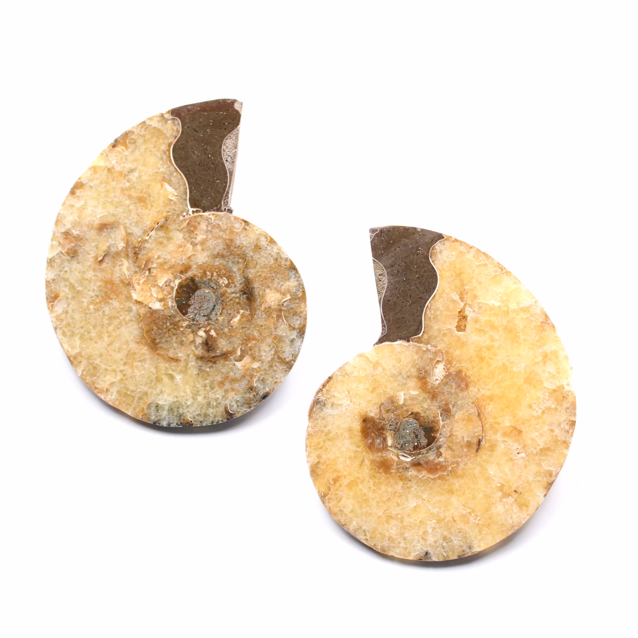 Ammonite fossil double cut and polished