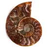 Ammonite fossil cut and polished - 0