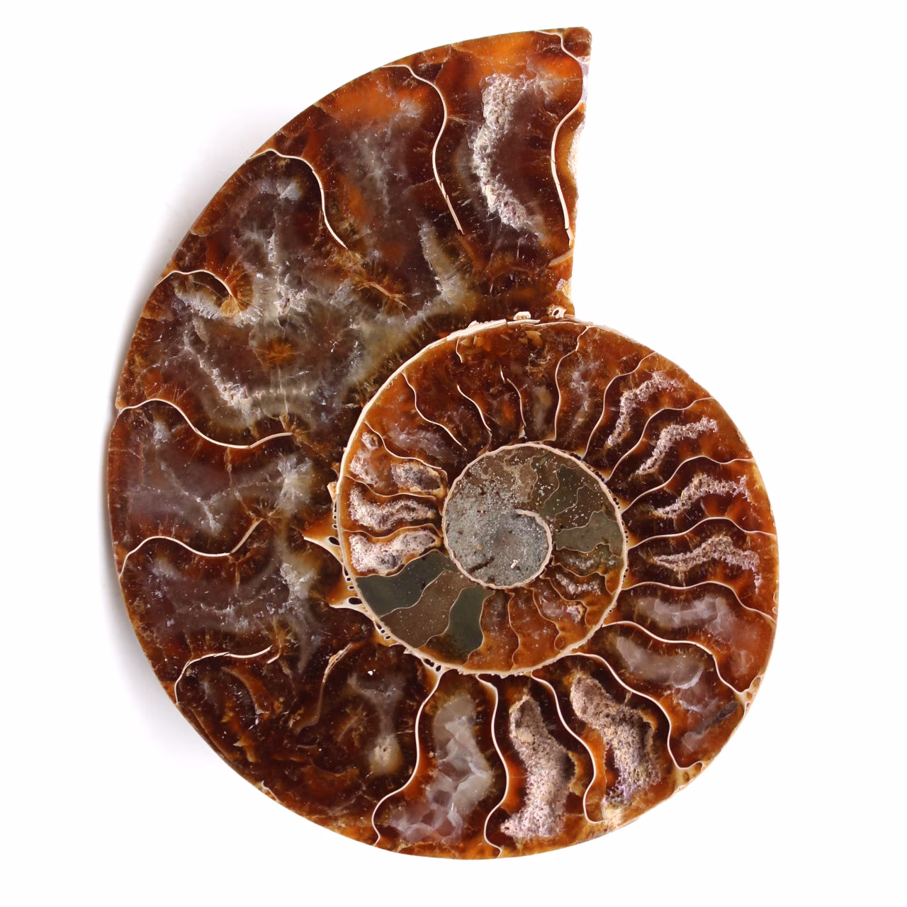 Ammonite fossil cut and polished