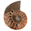 Ammonite fossil cut and polished - 0