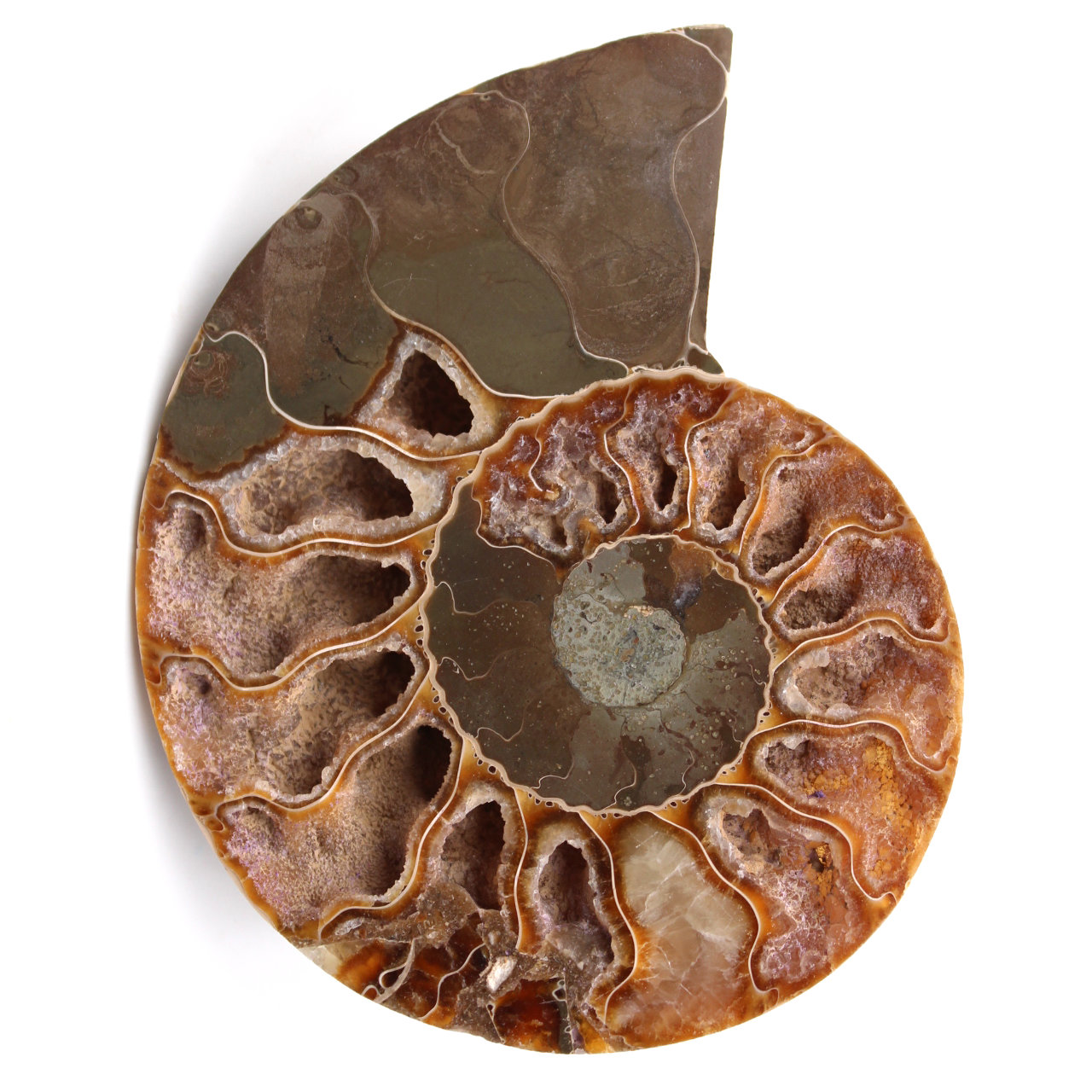 Ammonite fossil cut and polished