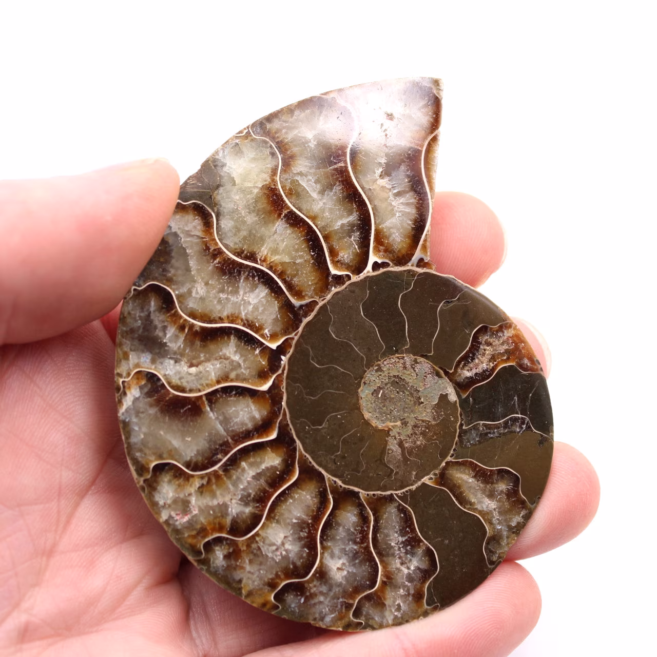 Ammonite fossil cut and polished