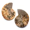 Ammonite fossil double cut and polished - 0