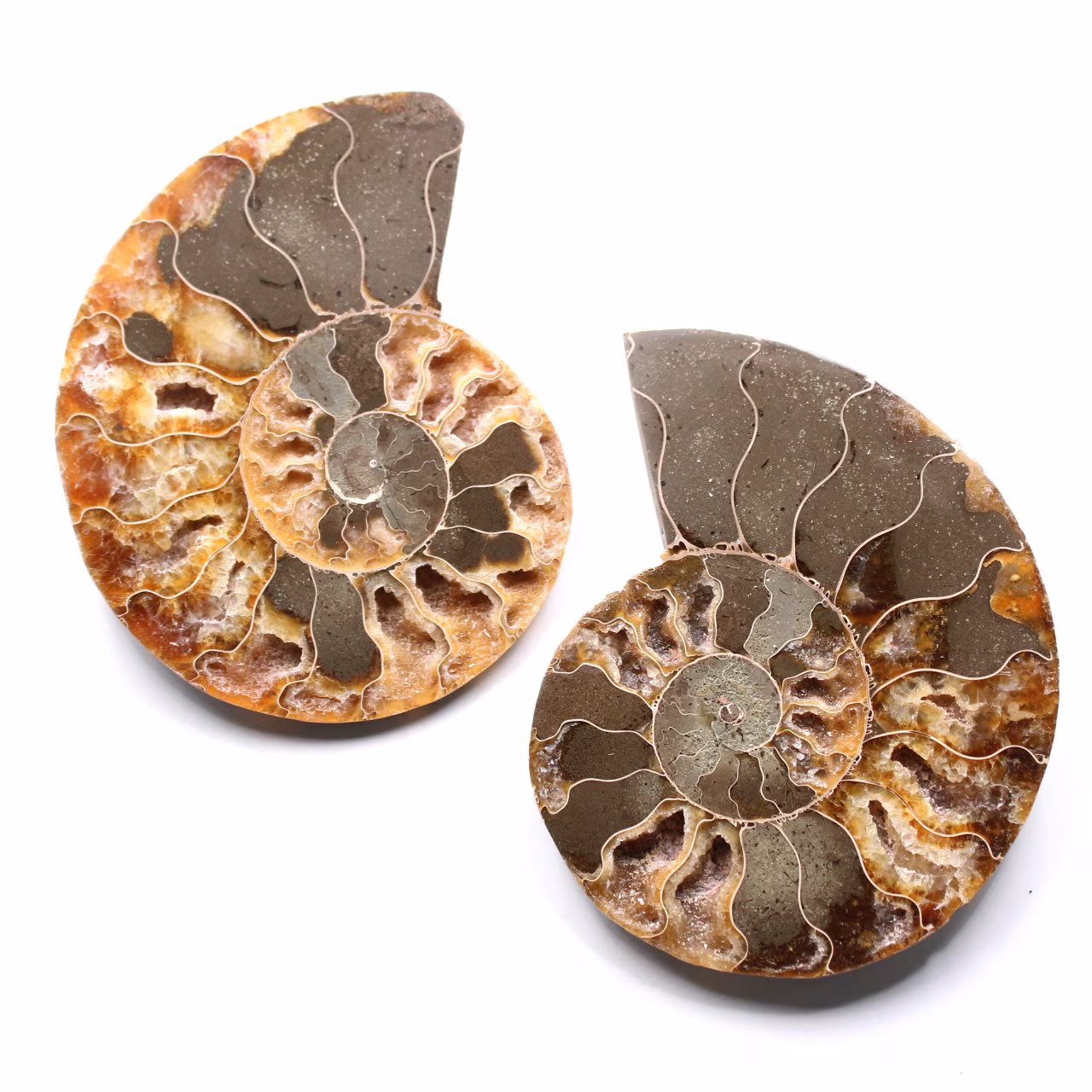Ammonite fossil double cut and polished