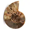 Ammonite fossil cut and polished - 0