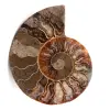 Ammonite fossil cut and polished - 0