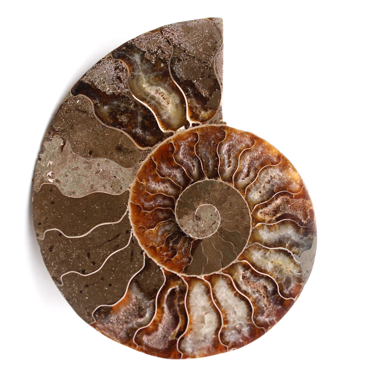 Ammonite fossil cut and polished