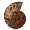 Ammonite sawn and polished one piece - 0