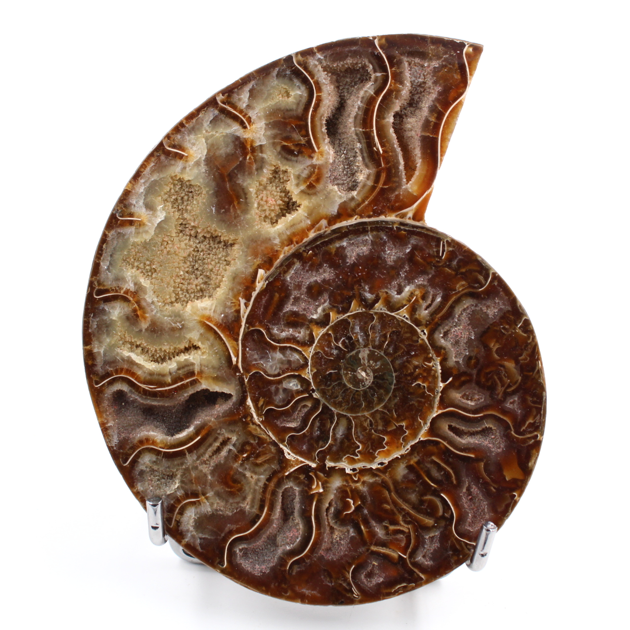 Ammonite sawn and polished one piece