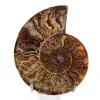 Ammonite sawn and polished one piece - 0