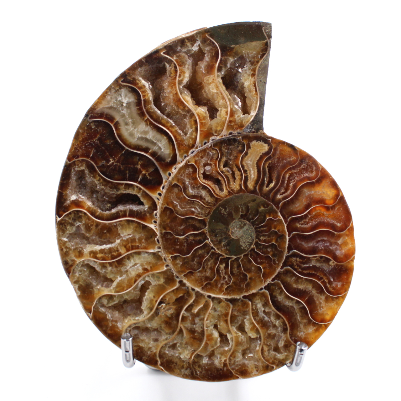 Ammonite sawn and polished one piece