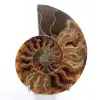 Ammonite sawn and polished one piece - 0