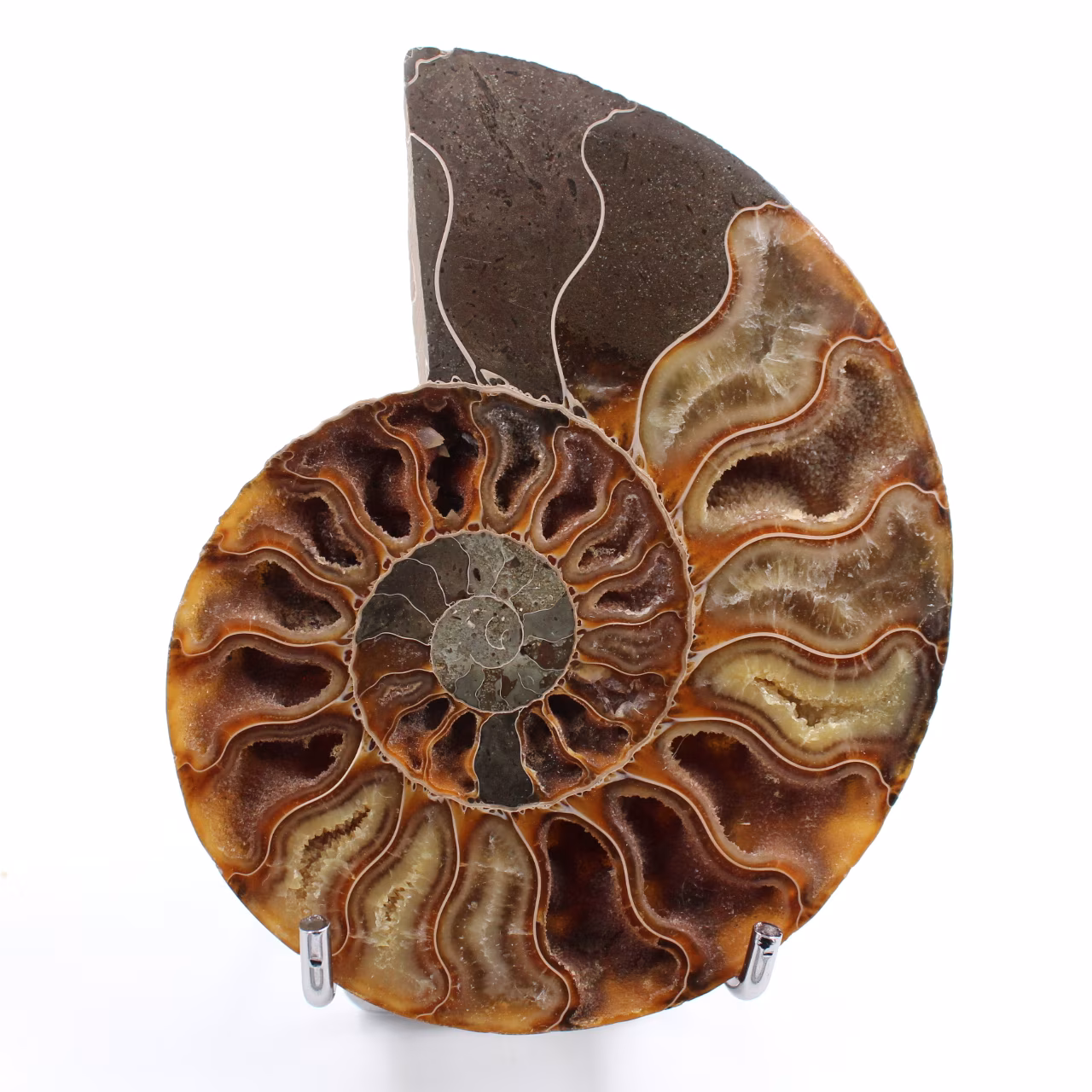 Ammonite sawn and polished one piece