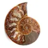 Polished and sawn ammonite fossil - 0
