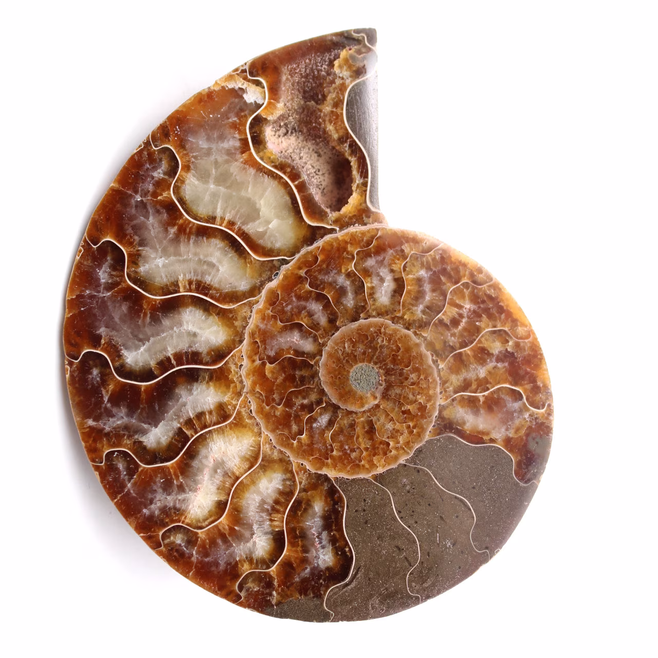 Polished and sawn ammonite fossil