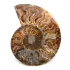 Polished and sawn ammonite fossil - 0