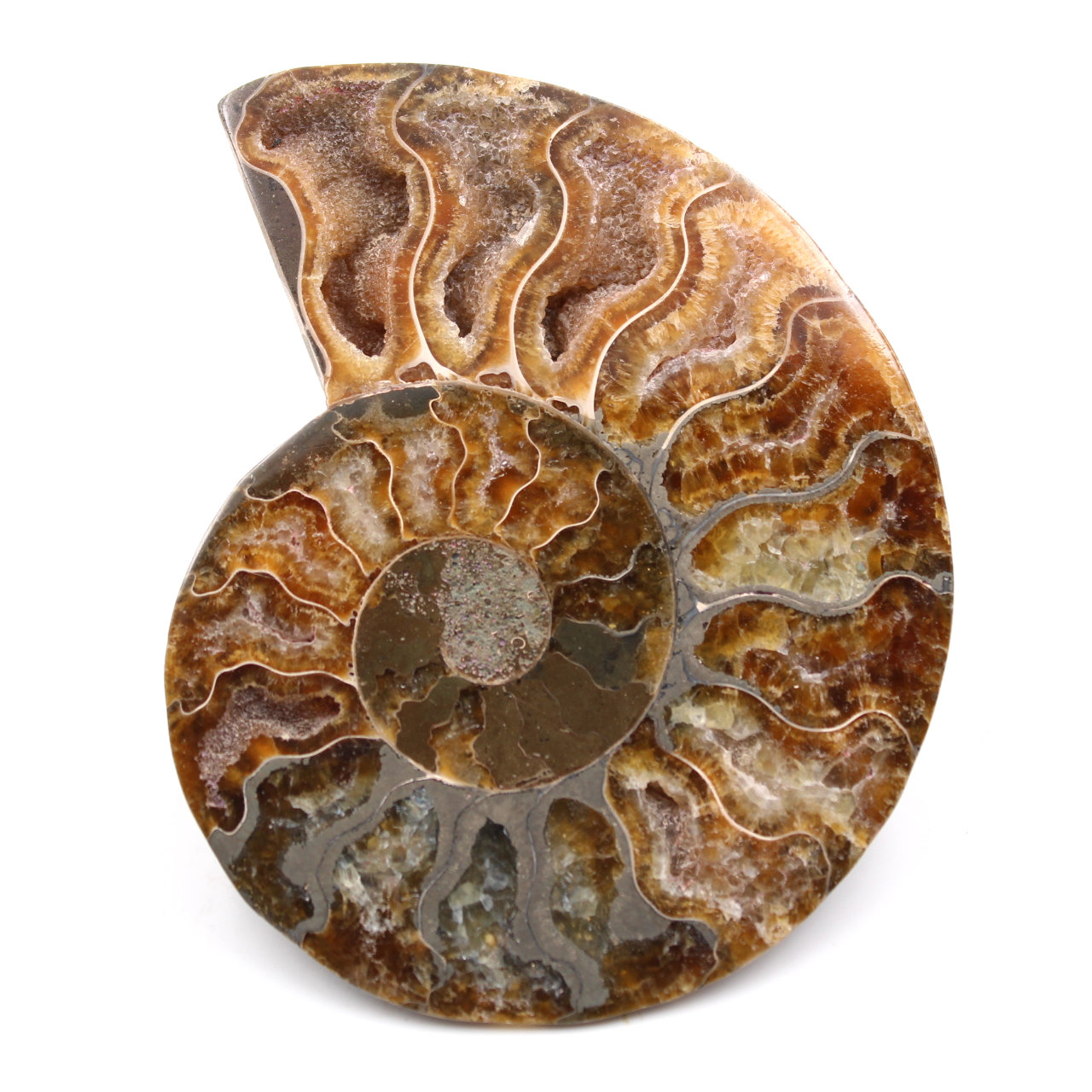 Polished and sawn ammonite fossil