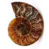 Polished and sawn ammonite fossil - 0
