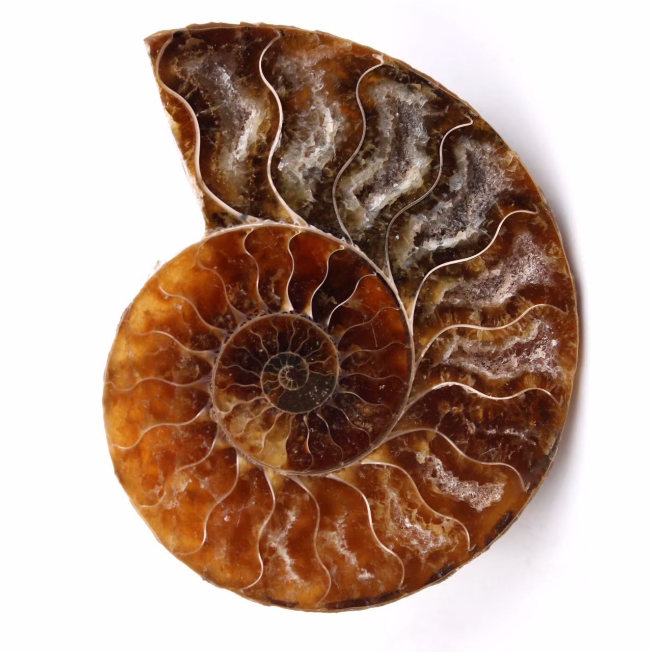 Polished and sawn ammonite fossil