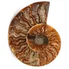 Polished and sawn ammonite fossil - 0