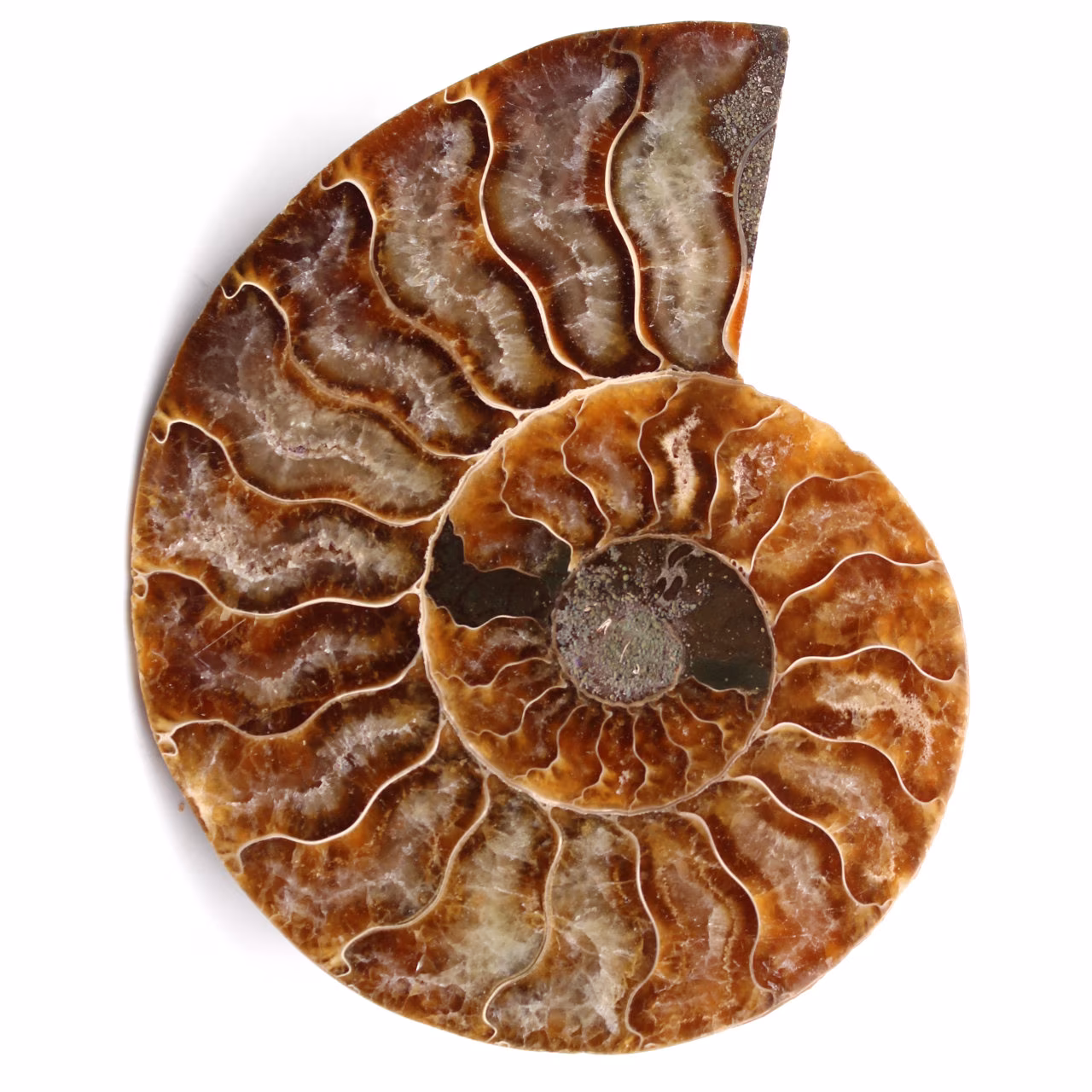 Polished and sawn ammonite fossil