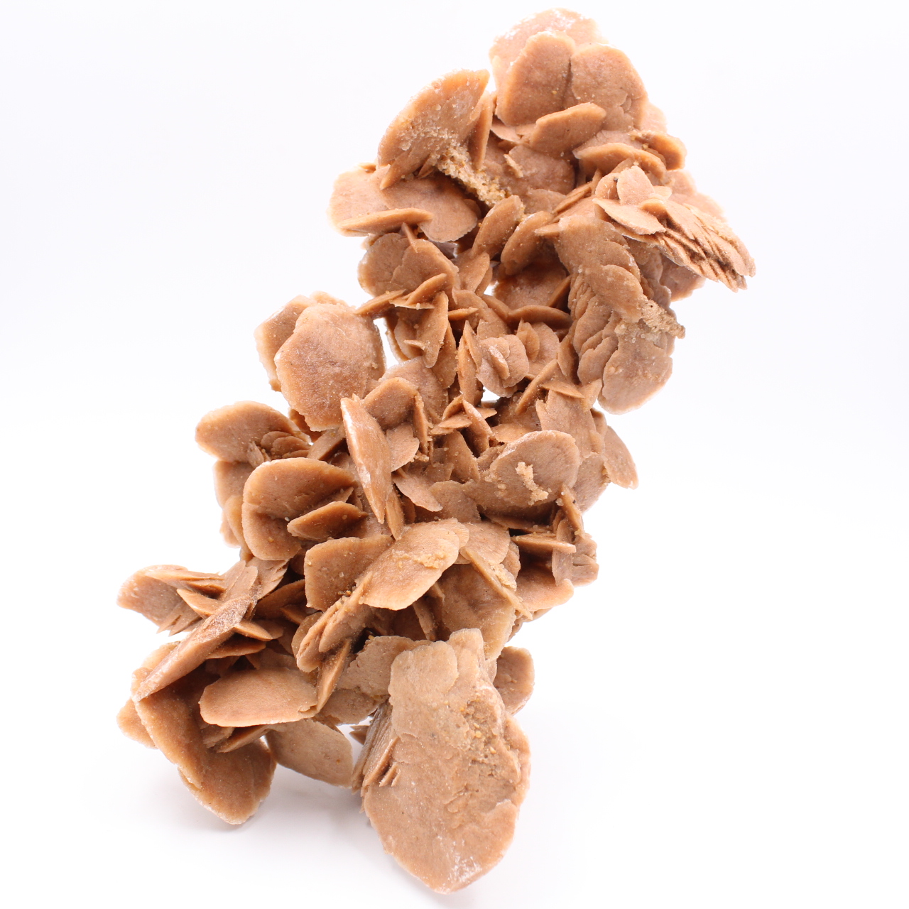 Desert Rose
