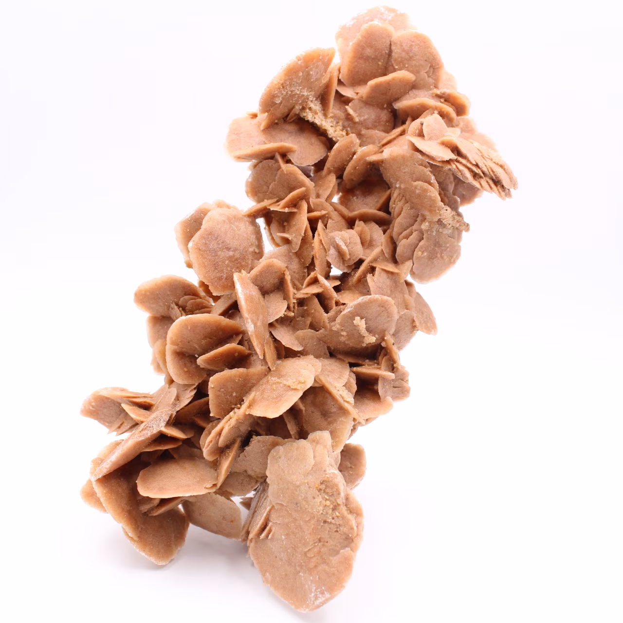 Desert Rose