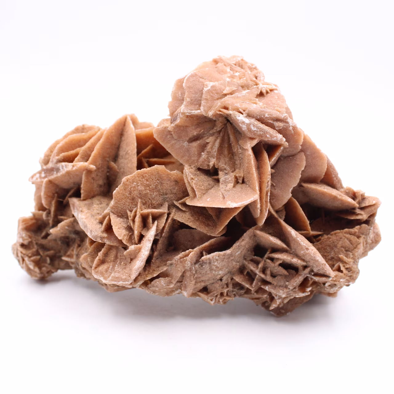 Desert Rose