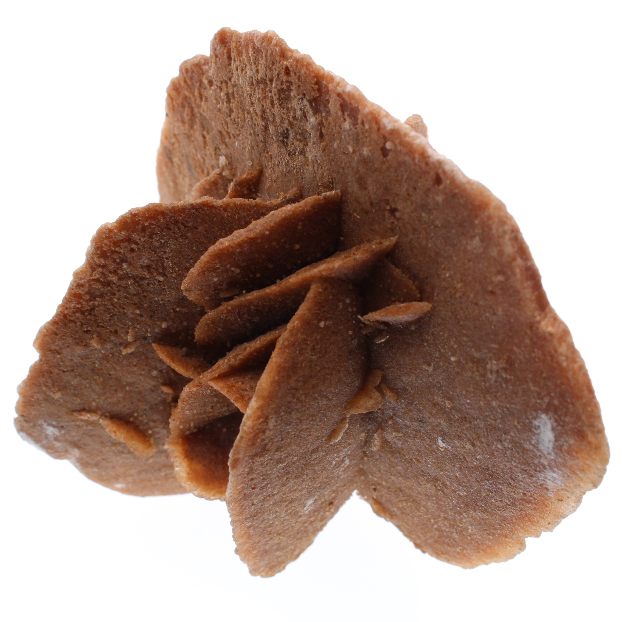 Desert Rose