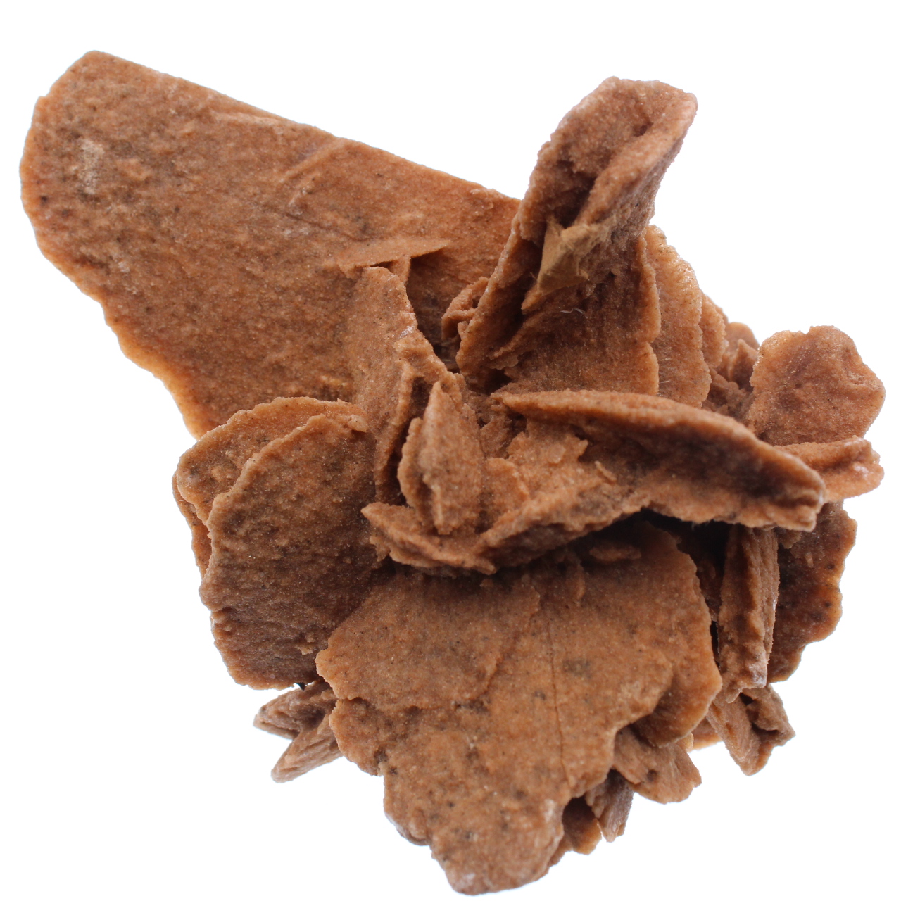 Desert Rose