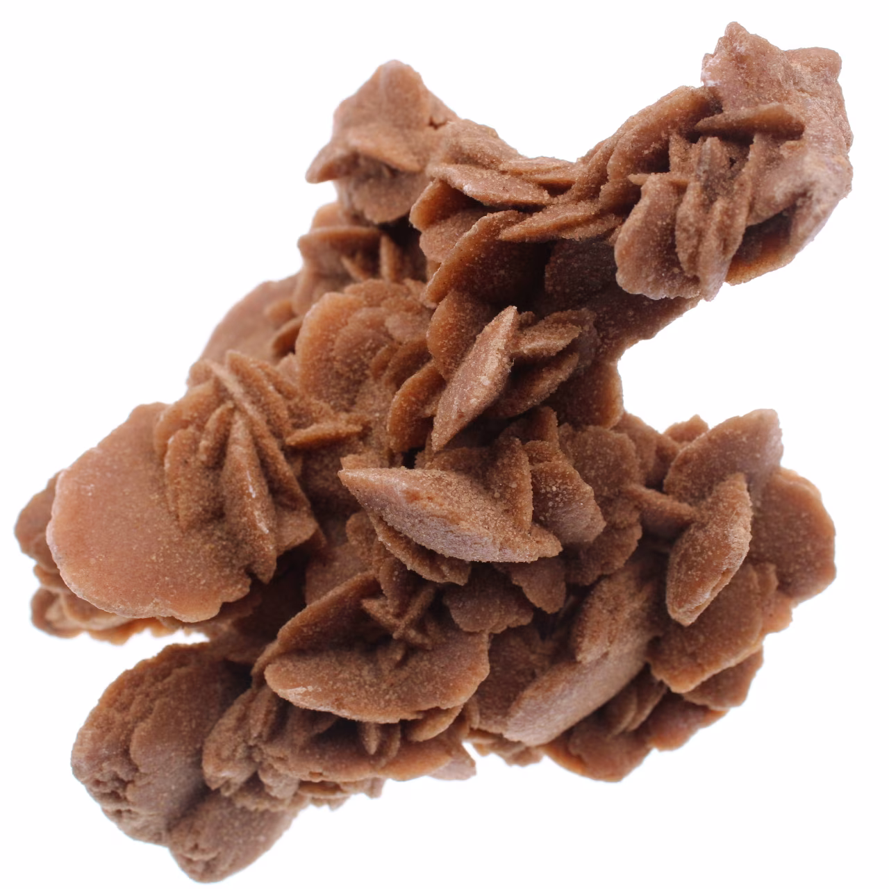 Desert Rose