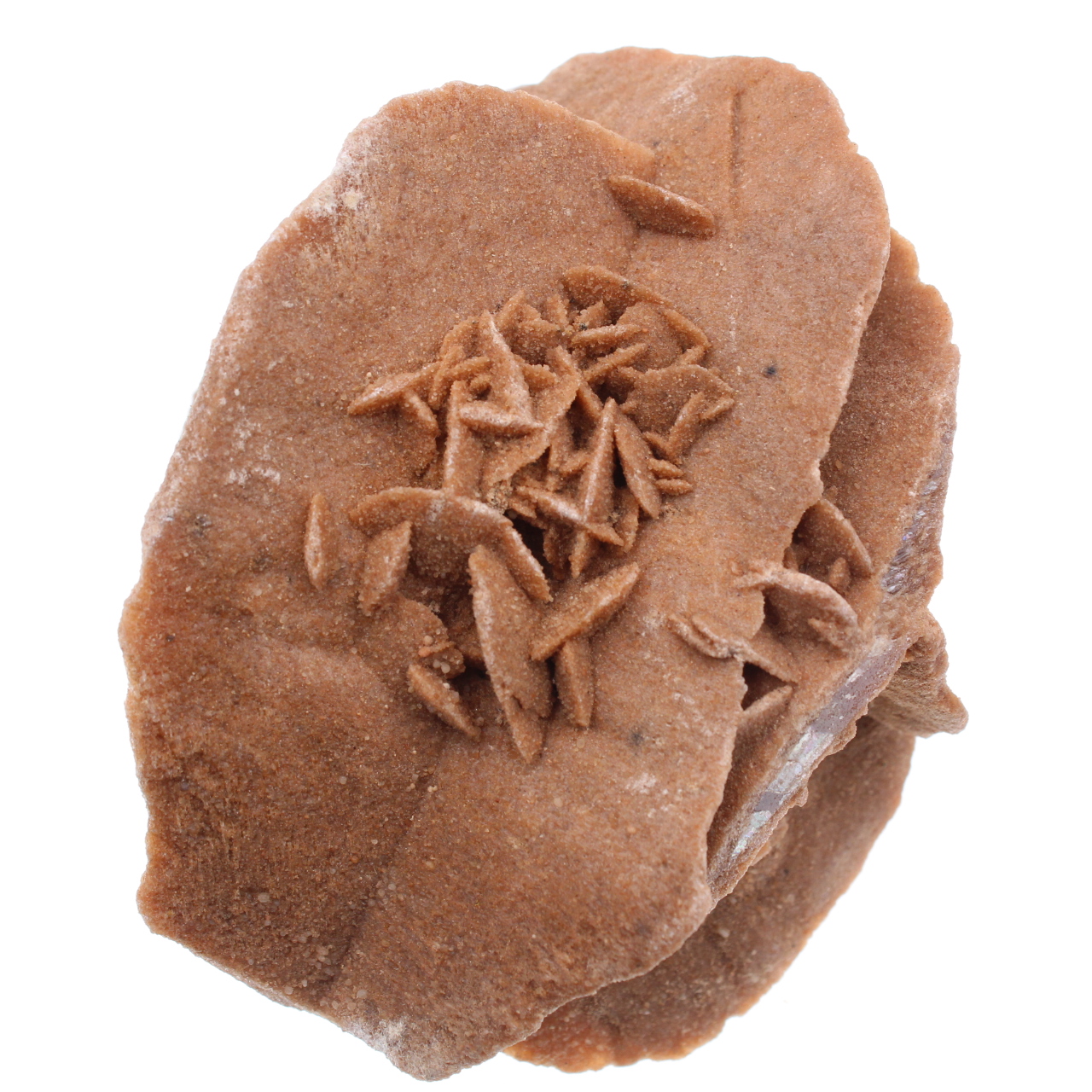 Desert Rose