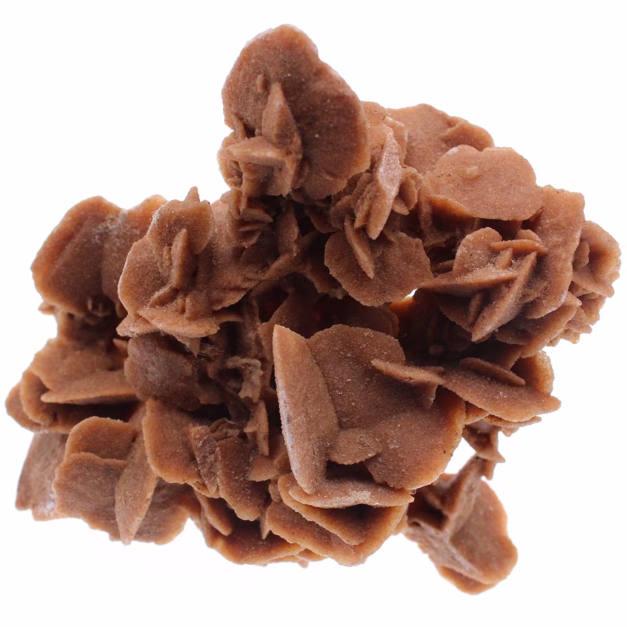 Desert Rose