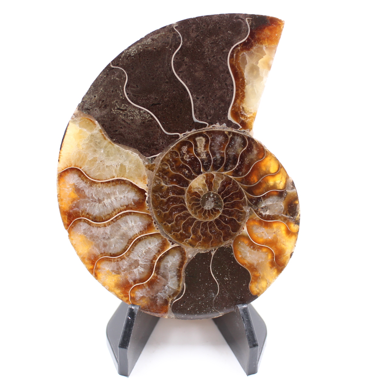 Polished Ammonite Fossil