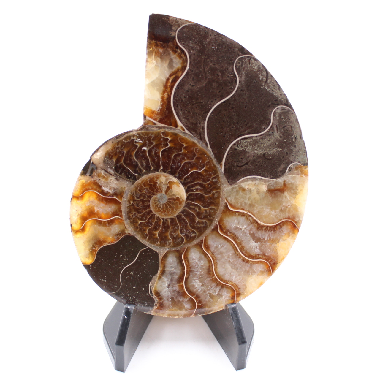 Polished Ammonite Fossil