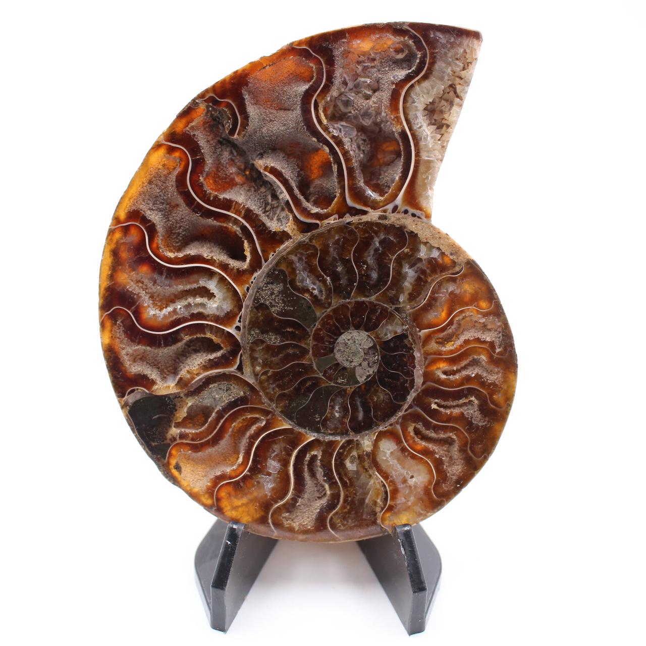 Polished Ammonite Fossil