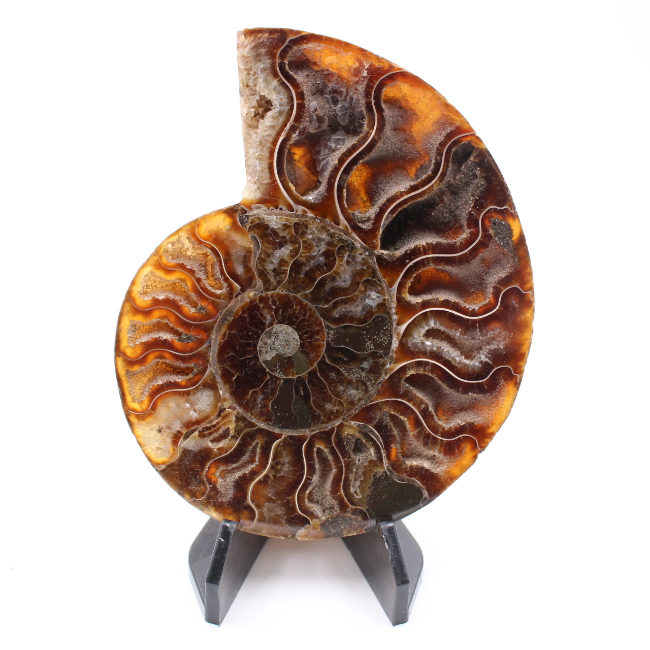 Polished Ammonite Fossil